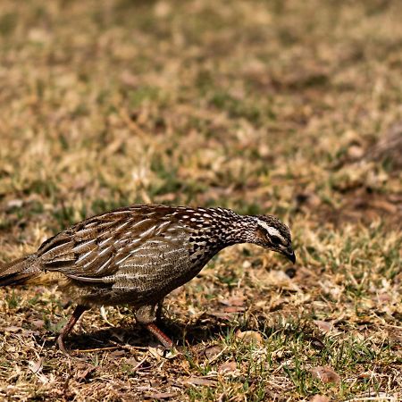 Tshikwalo Game Lodge Klipdrift Εξωτερικό φωτογραφία